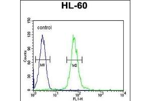 ABCD1 Antibody (Center) (ABIN654412 and ABIN2844150) flow cytometric analysis of HL-60 cells (right histogram) compared to a negative control cell (left histogram). (ABCD1 antibody  (AA 257-285))