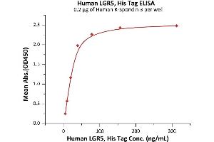 Immobilized Human R-Spondin 3 at 2 μg/mL (100 μL/well) can bind Human LGR5, His Tag (ABIN6973145) with a linear range of 5-39 ng/mL (QC tested). (LGR5 Protein (AA 22-561) (His tag))