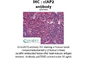 Image no. 3 for anti-Baculoviral IAP Repeat Containing 3 (BIRC3) (AA 314-508) antibody (ABIN1733088) (BIRC3 antibody  (AA 314-508))