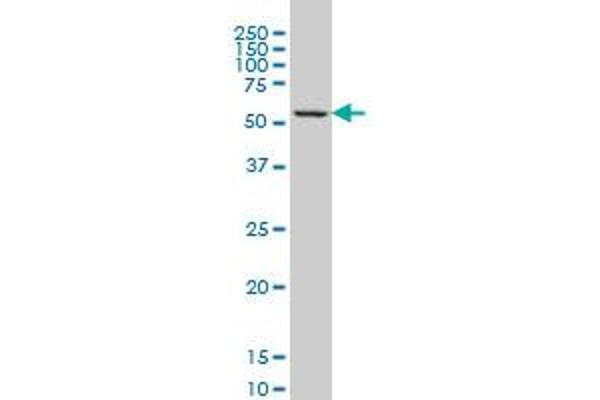 GABPA antibody  (AA 1-454)