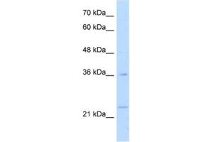 Western Blotting (WB) image for anti-Transcription Factor MafB (MAFB) antibody (ABIN2460784)