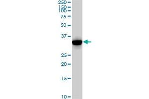 CDK2 monoclonal antibody (M02), clone 2E8. (CDK2 antibody  (AA 211-298))