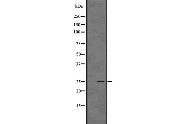 GSC2 antibody  (Internal Region)