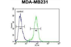 Flow cytometric analysis of MDA-MB231 cells using PDE12 Antibody (C-term) Cat. (PDE12 antibody  (C-Term))