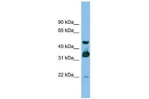 GBL antibody used at 1 ug/ml to detect target protein.