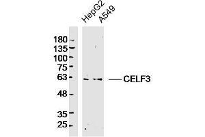 CELF3 抗体  (AA 401-465)