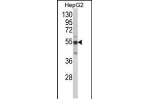 Western blot analysis of CYP2J2 Antibody in HepG2 cell line lysates (35ug/lane) (CYP2J2 antibody  (N-Term))