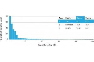 Analysis of Protein Array containing >19,000 full-length human proteins using vWF Mouse Monoclonal Antibody (VWF/1465) Z- and S- Score: The Z-score represents the strength of a signal that a monoclonal antibody (MAb) (in combination with a fluorescently-tagged anti-IgG secondary antibody) produces when binding to a particular protein on the HuProtTM array. (VWF antibody  (AA 1815-1939))