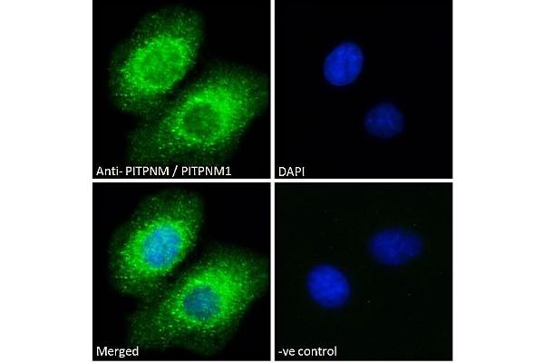 PITPNM1 antibody  (C-Term)