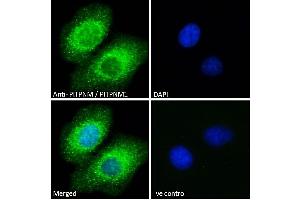 ABIN185208 Immunofluorescence analysis of paraformaldehyde fixed A549 cells, permeabilized with 0. (PITPNM1 antibody  (C-Term))