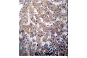 POFUT2 Antibody (Center) (ABIN656784 and ABIN2846002) immunohistochemistry analysis in formalin fixed and paraffin embedded human liver tissue followed by peroxidase conjugation of the secondary antibody and DAB staining. (POFUT2 antibody  (AA 228-257))