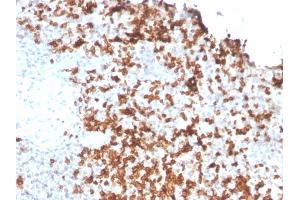 Formalin-fixed, paraffin-embedded human Spleen stained with Granzyme B Monospecific Mouse Monoclonal Antibody (GZMB/3056). (GZMB antibody  (AA 73-187))