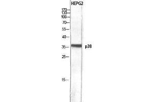 Western Blotting (WB) image for anti-Mitogen-Activated Protein Kinase 14 (MAPK14) (Ser272) antibody (ABIN3186259) (MAPK14 antibody  (Ser272))