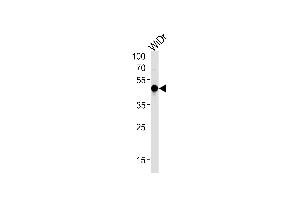 HNF4G Antibody (N-term) (ABIN652342 and ABIN2841567) western blot analysis in WiDr cell line lysates (35 μg/lane).
