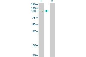 Western Blot analysis of GTF3C3 expression in transfected 293T cell line by GTF3C3 monoclonal antibody (M02), clone 3D9. (GTF3C3 antibody  (AA 112-214))