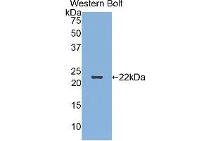Western Blotting (WB) image for anti-Sema Domain, Immunoglobulin Domain (Ig), Short Basic Domain, Secreted, (Semaphorin) 3F (SEMA3F) (AA 604-785) antibody (ABIN1860522) (SEMA3F antibody  (AA 604-785))