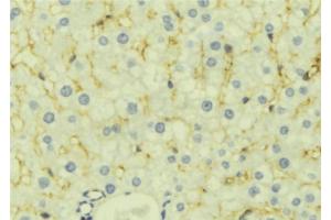 LETMD1 antibody  (N-Term)