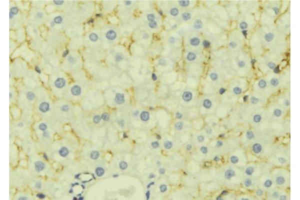 LETMD1 antibody  (N-Term)