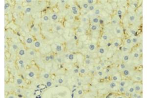 ABIN6277129 at 1/100 staining Mouse liver tissue by IHC-P. (LETMD1 antibody  (N-Term))