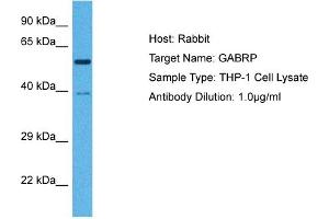 Host:  Rabbit  Target Name:  GABRP  Sample Tissue:  Human THP-1 Whole Cell  Antibody Dilution:  1ug/ml (GABRP antibody  (N-Term))