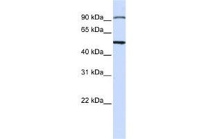 WB Suggested Anti-STAMBP Antibody Titration: 0. (STAMBP antibody  (N-Term))