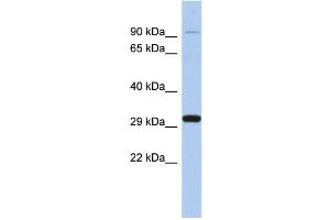 WB Suggested Anti-ENDOG Antibody Titration: 0.
