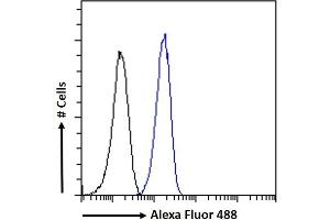 (ABIN570984) Flow cytometric analysis of paraformaldehyde fixed Neuro2a cells (blue line), permeabilized with 0. (CaMKII alpha/beta (Internal Region) antibody)