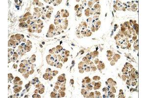 Image no. 1 for anti-P450 (Cytochrome) Oxidoreductase (POR) (AA 131-180) antibody (ABIN320874) (POR antibody  (AA 131-180))