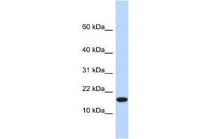 EGLN2 antibody used at 1. (PHD1 antibody  (N-Term))