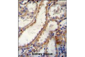 FKBP10 Antibody immunohistochemistry analysis in formalin fixed and paraffin embedded human kidney tissue followed by peroxidase conjugation of the secondary antibody and DAB staining. (FKBP10 antibody  (C-Term))