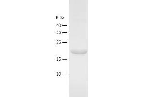Western Blotting (WB) image for Cellular Repressor of E1A-Stimulated Genes 1 (CREG1) (AA 30-220) protein (His tag) (ABIN7284684) (CREG1 Protein (AA 30-220) (His tag))