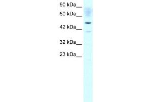 WB Suggested Anti-ACAT2 Antibody Titration:  1. (ACAT2 antibody  (Middle Region))