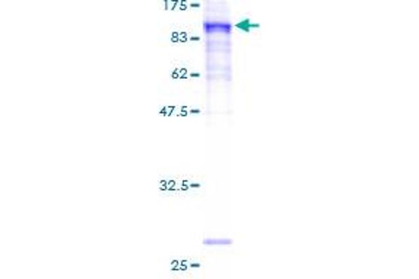PRICKLE3 Protein (AA 1-615) (GST tag)
