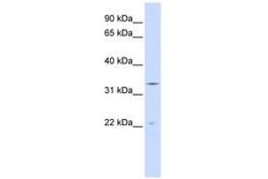 Image no. 1 for anti-Indolethylamine N-Methyltransferase (INMT) (N-Term) antibody (ABIN6741042) (INMT antibody  (N-Term))