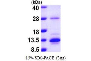 SDS-PAGE (SDS) image for S100 Calcium Binding Protein A10 (S100A10) (AA 1-97) protein (His tag) (ABIN667381)