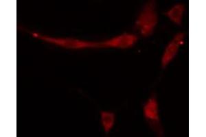 ABIN6274852 staining HeLa cells by IF/ICC. (APOA1BP antibody  (Internal Region))