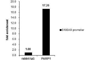 ChIP Image Cross-linked ChIP was performed with Raji chromatin extract and 5 μg of either control rabbit IgG or anti-PARP1 antibody. (PARP1 antibody)