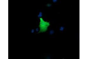 Image no. 2 for anti-Kinesin Family Member 25 (KIF25) antibody (ABIN1499039) (KIF25 antibody)