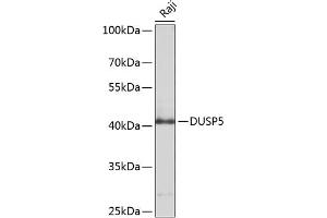 Western blot analysis of extracts of Raji cells, using DUSP5 antibody (ABIN6127793, ABIN6139875, ABIN6139876 and ABIN6214374) at 1:1000 dilution. (DUSP5 antibody  (AA 315-384))