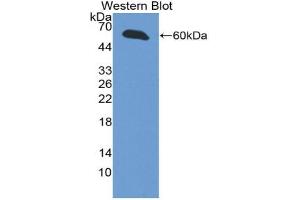 Western blot analysis of the recombinant protein. (INHBE antibody  (AA 102-344))