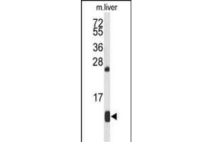 Western blot analysis of HBA2 Antibody (Center) (ABIN653363 and ABIN2842839) in mouse liver tissue lysates (35 μg/lane). (HBa2 antibody  (AA 100-128))