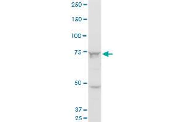 Senataxin (SETX) (AA 2579-2676) antibody