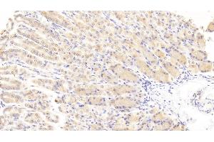 Detection of WISP1 in Mouse Stomach Tissue using Polyclonal Antibody to WNT1 Inducible Signaling Pathway Protein 1 (WISP1) (WISP1 antibody  (AA 213-350))