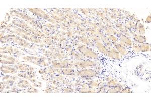 Detection of WISP1 in Mouse Stomach Tissue using Polyclonal Antibody to WNT1 Inducible Signaling Pathway Protein 1 (WISP1) (WISP1 antibody  (AA 213-350))