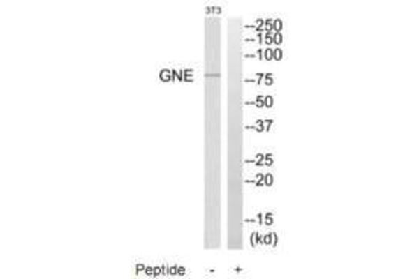 GNE antibody  (C-Term)