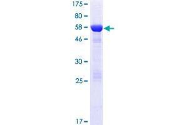 DCUN1D3 Protein (AA 1-304) (GST tag)