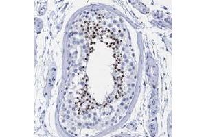 Immunohistochemical staining of human testis with INSL6 polyclonal antibody  shows strong cytoplasmic positivity in spermatids of seminiferus ducts of testis. (INSL6 antibody)