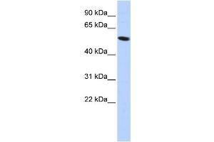 Western Blotting (WB) image for anti-Zinc Finger Protein 572 (ZNF572) antibody (ABIN2458216)