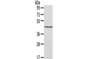 Western Blot analysis of HepG2 cells using SEPT2 Polyclonal Antibody at dilution of 1/400 (Septin 2 antibody)