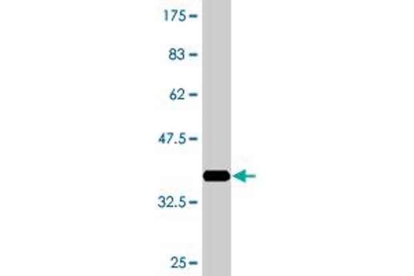 LRRC4C antibody  (AA 541-640)